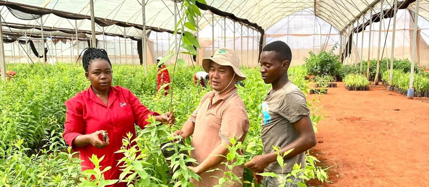 Forestry project in Kenya